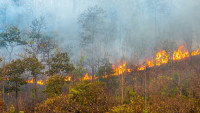 Tây Ninh: Đẩy mạnh các biện pháp phòng chống cháy rừng mùa khô năm 2024