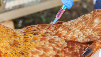 Tiêm vắc xin phòng bệnh cho đàn gia súc, gia cầm nhằm tạo miễn dịch chủ động bảo vệ đàn gia súc, gia cầm đối với dịch bệnh