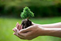 Tổ chức phong trào “Tết trồng cây đời đời nhớ ơn Bác Hồ” và tăng cường công tác bảo vệ, phát triển rừng năm 2022