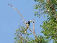 Không tham gia săn, bắt, mua, bán, vận chuyển, giết mổ, tiêu thụ, tàng trữ, quảng cáo các loài chim hoang dã, di cư trái pháp luật