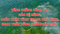 TĂNG CƯỜNG CÔNG TÁC BẢO VỆ RỪNG, NGĂN CHẶN TÌNH TRẠNG PHÁ RỪNG, KHAI THÁC RỪNG TRÁI PHÁP LUẬT 2K