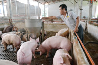 Chủ các trang trại chăn nuôi tại Tây Ninh chủ động các giải pháp an toàn dịch bệnh trong chăn nuôi