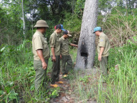 Tây Ninh: Quan tâm bảo vệ, phát triển rừng, bảo tồn thiên nhiên và đa dạng sinh học