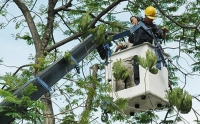 Bảo đảm an toàn trong công tác quản lý cây xanh đô thị