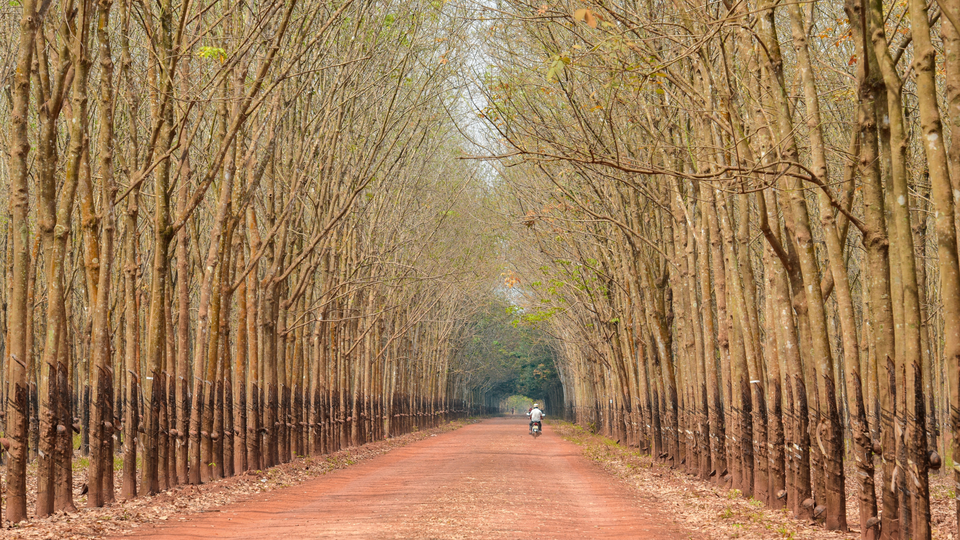 tay ninh 6